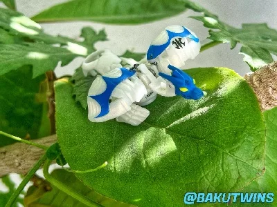 Aquos Kodokor (BakuSpark)